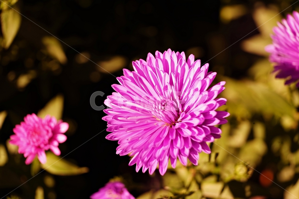 꽃,자연,아름다움,식물,nature,bloom,plant,핑크,분홍,꽃잎,beautiful,flower,식물,자연,plants,nature,꽃,flower