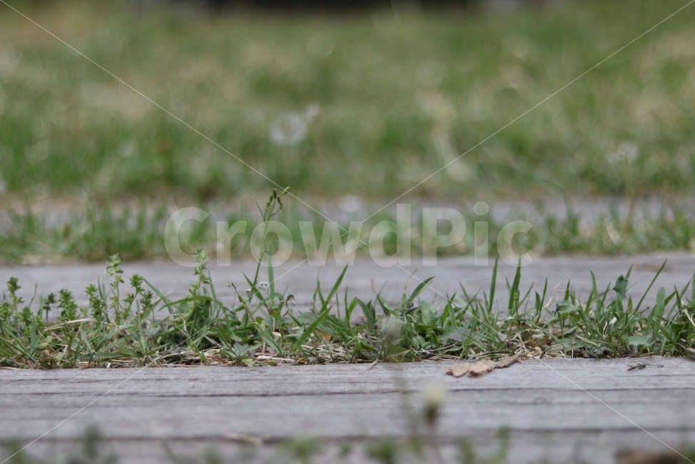 잔디,풀,나무,나무바닥,자연,초록색,green,grass,woodenfloor,wood,isolated,풍경,스냅사진,스냅,감성사진,감성,감정,빈티지,배경화면,이미지,사진,야외,휴식,따뜻한사진,식물,자연,plants,nature