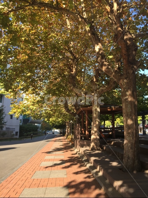 가을,나무,나뭇잎,계절,그림자