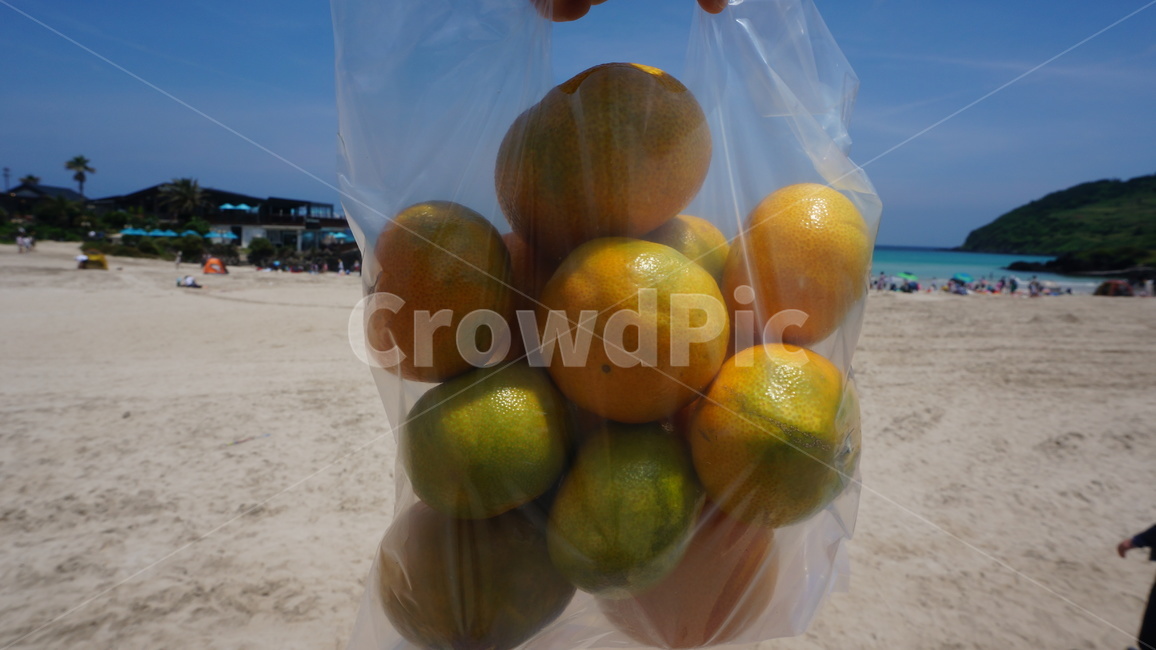 제주,감귤,fruit,과일,food,음식,citrusfruit,감귤류과일,plant,식물,바닷가,백사장,음식,식재료,요리,food,cook,meal,dishes,food reserves,과일,열매,fruit
