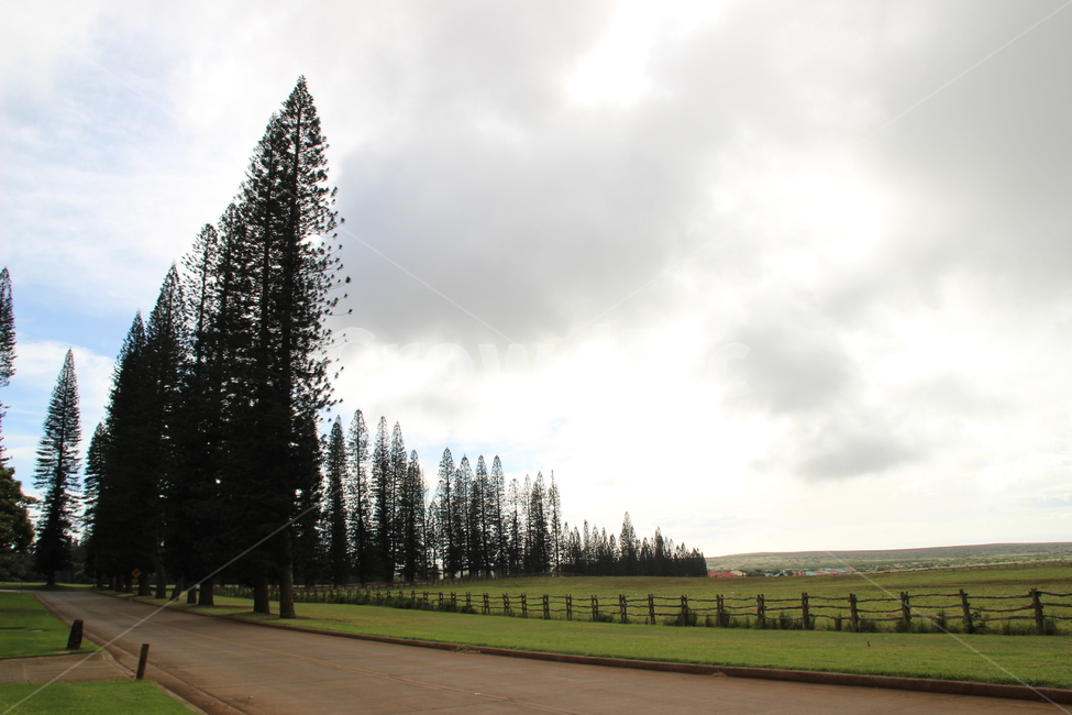 tree,나무,plant,식물,fir,전나무,nature,자연,field,들판,자연,풍경,nature,landscape