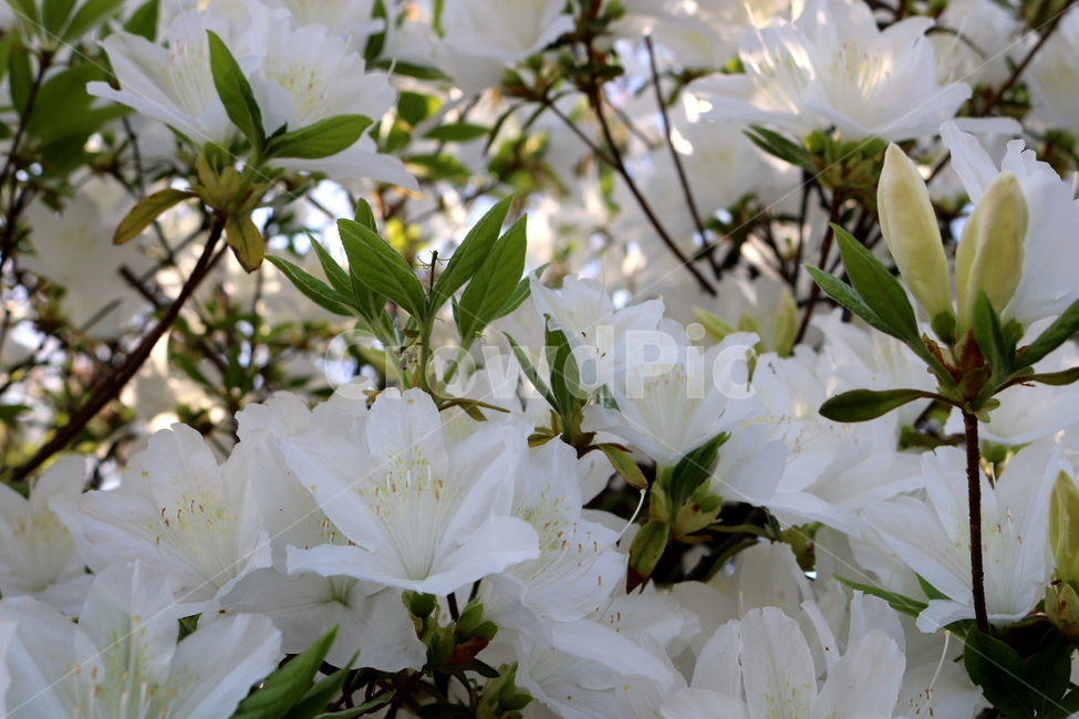 꽃,철쭉,철쭉꽃,진달래,식물,나무,흰꽃,자연,봄,식물,자연,plants,nature,꽃,flower