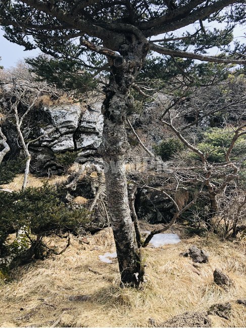 자연,나무,감성,이국적,숲,돌,바위,풀,식물,자연,plants,nature,나무,trees,wood