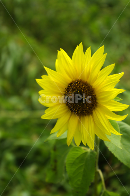 해바라기,꽃,flower,식물,plant,식물,자연,plants,nature,꽃,flower