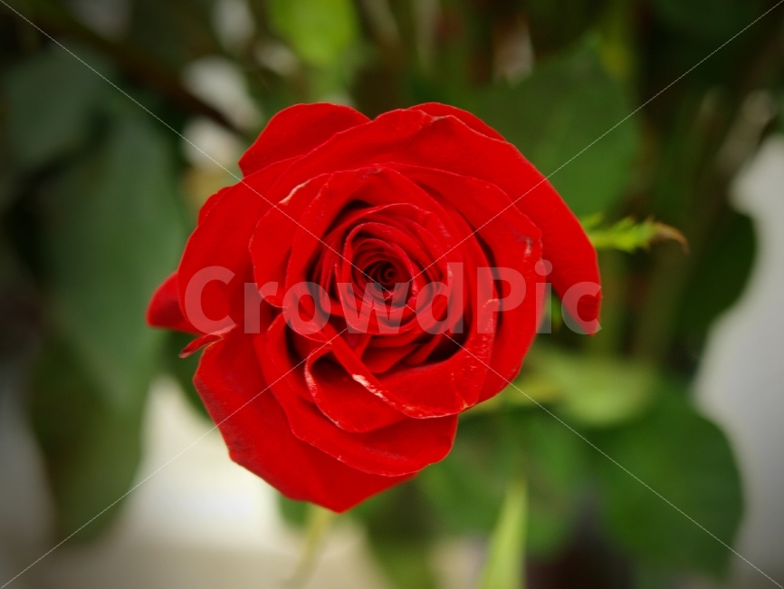 장미,꽃,열정,정열,사랑,4월,자연,풍경,사진,여행,배낭,식물,자연,plants,nature,꽃,flower