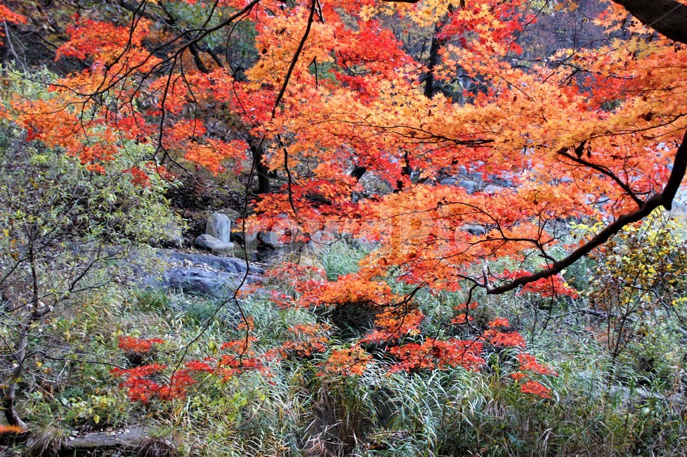 가을,단풍,나무,자연,식물,풍경,자연풍경,감성,autumn,nature,season,계절,emotion,trees,낙엽,가을,계절,fall,autumn,season,tree,plant,leaf,잎,maple