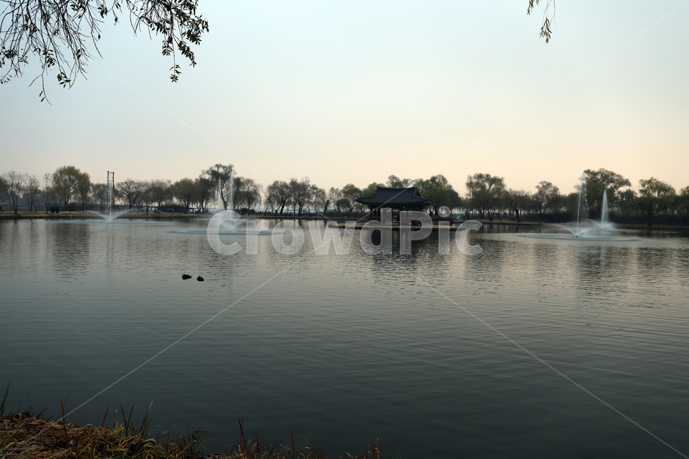 water,물,nature,자연,outdoors,옥외,궁남지,충남,충청남도,백제,백제유적,유적,사적지,사적,호수,연못,정원,버드나무,조경,부여군