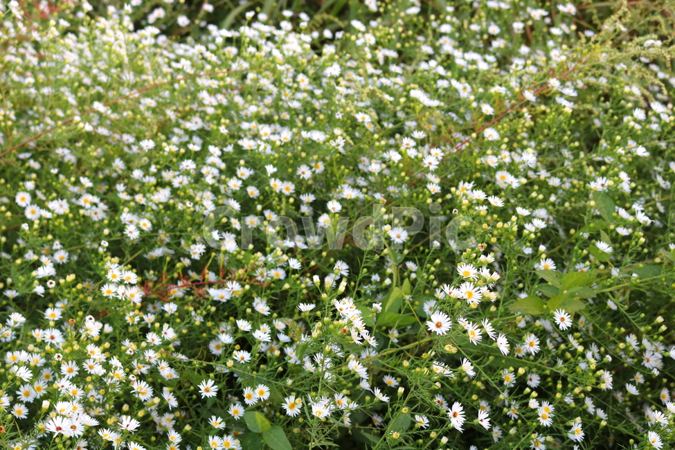 미국쑥부쟁이,쑥부쟁이,야생화,꽃,식물,미국쑥부쟁이꽃,중도국화,털쑥부쟁이,국화,국화과,들꽃,식물,자연,plants,nature,꽃,flower