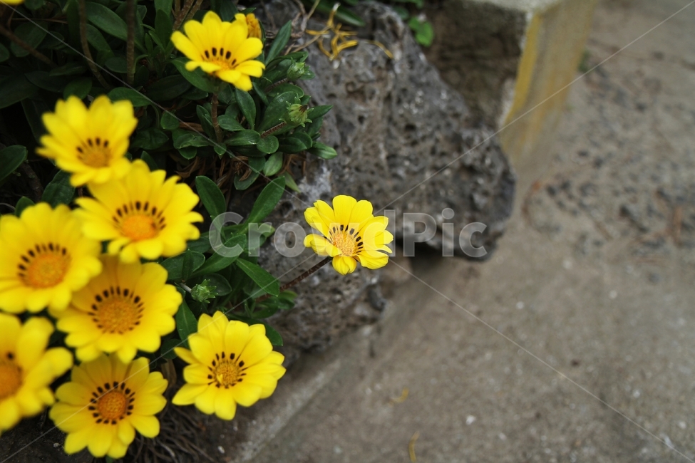 가지니아,꽃,식물,노란꽃,자연,감성사진,식물,자연,plants,nature,꽃,flower