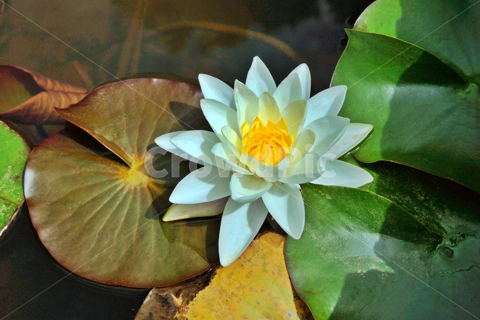 연꽃,수련,흰색,연못,진흙,불교,식물,자연,plants,nature,꽃,flower