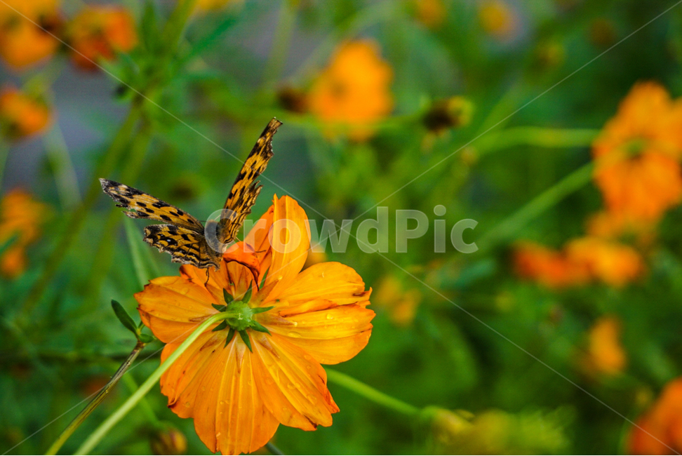 식물,꽃,나비,희망,봄,식물,자연,plants,nature,꽃,flower,동물,animal,곤충,벌레,insect,bug