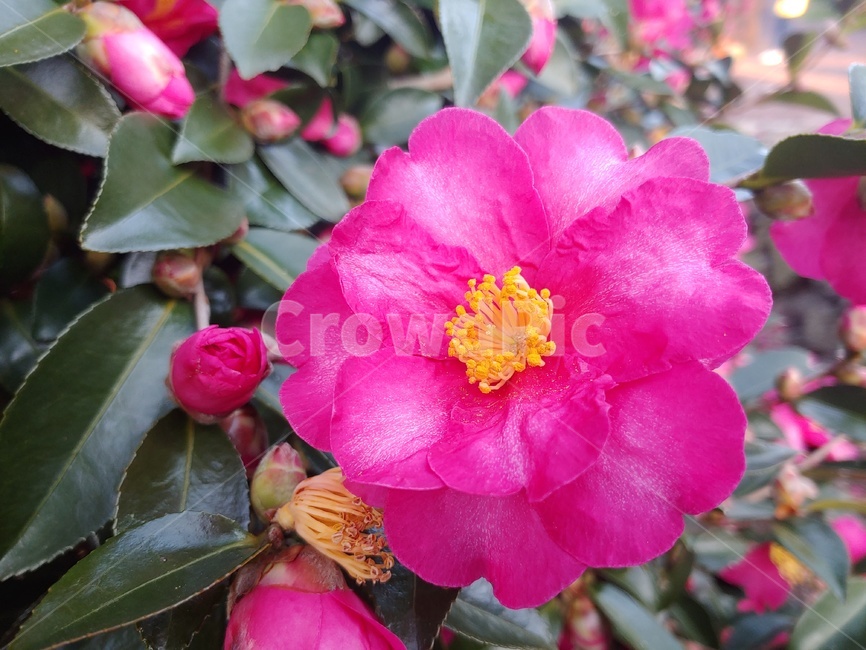 camellia,동백꽃,동백나무,동백,붉은,꽃,자연