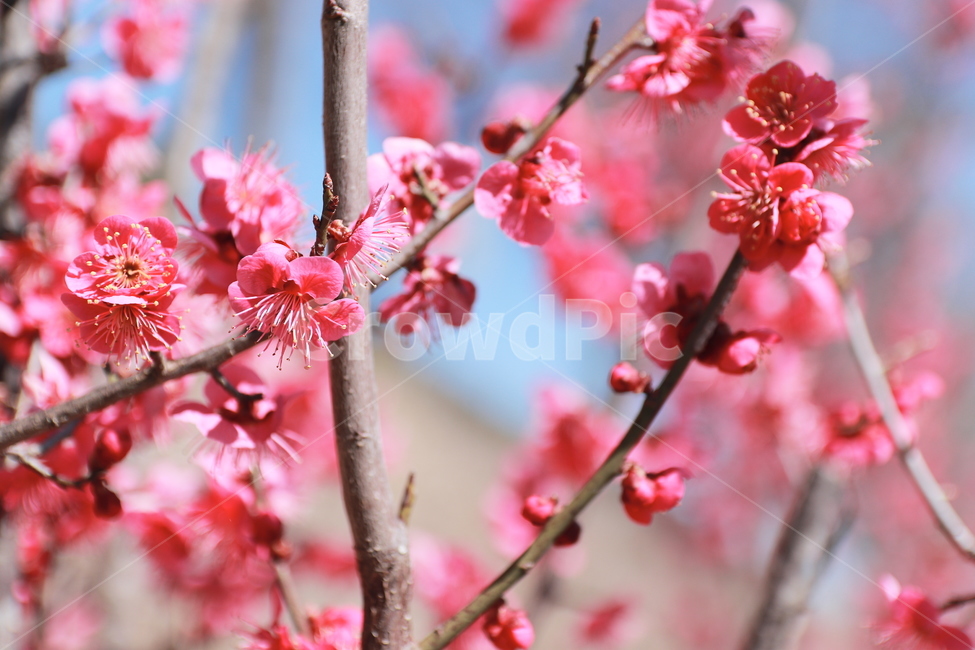plant,식물,blossom,꽃,flower,매화,홍매화,봄,식물,자연,plants,nature,꽃,flower