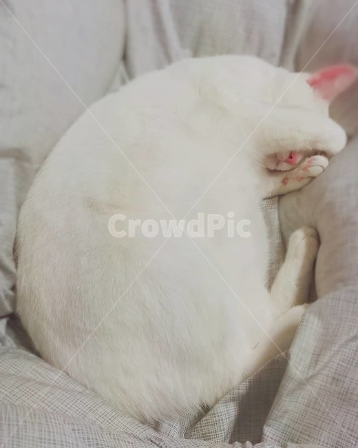 고양이,흰고양이,하얀고양이,잠자는고양이,귀여운,하얀,나른한,낮잠,동물,animal,포유류,mammal,고양이,cat,kitten,kitty