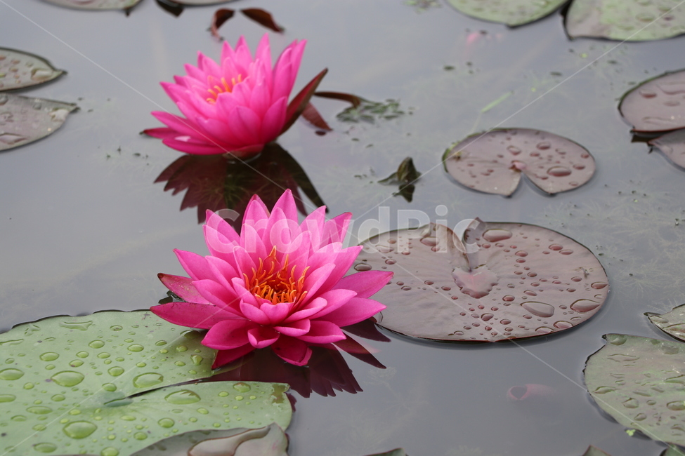 수상식물,불교,농업,반영,빗방울,연꽃,연잎,궁남지,정원,인공정원,부여,자연,lotus,7월,축제,식물,자연,plants,nature,꽃,flower