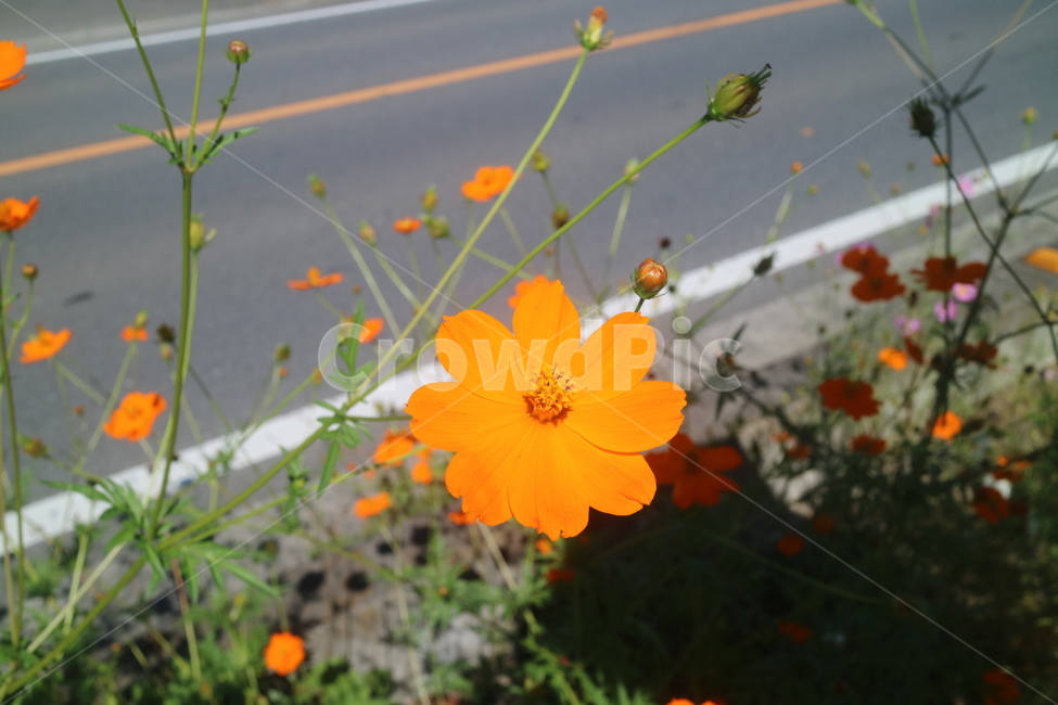가을,가을꽃,코스모스,autumn,flower,식물,plant,geranium,제라늄,꽃,flower