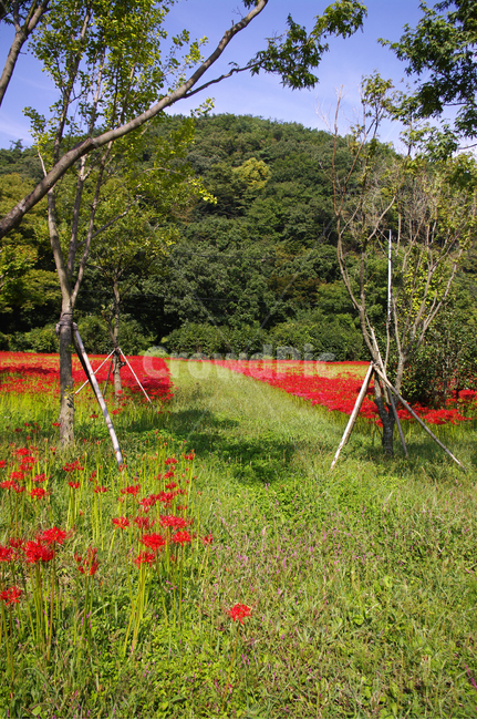 꽃,꽃무릇,가을,flower,color,식물,자연,plants,nature,꽃,flower