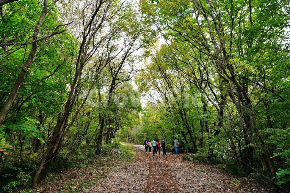낙엽,자연,그늘,나무,숲길,산책로