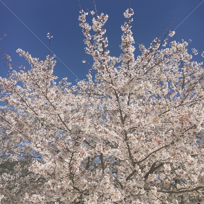 벚꽃,꽃,봄,하늘,풍경