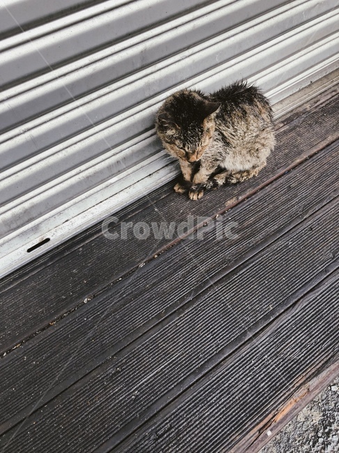 고양이,길고양이,동물,새끼고양이,아기