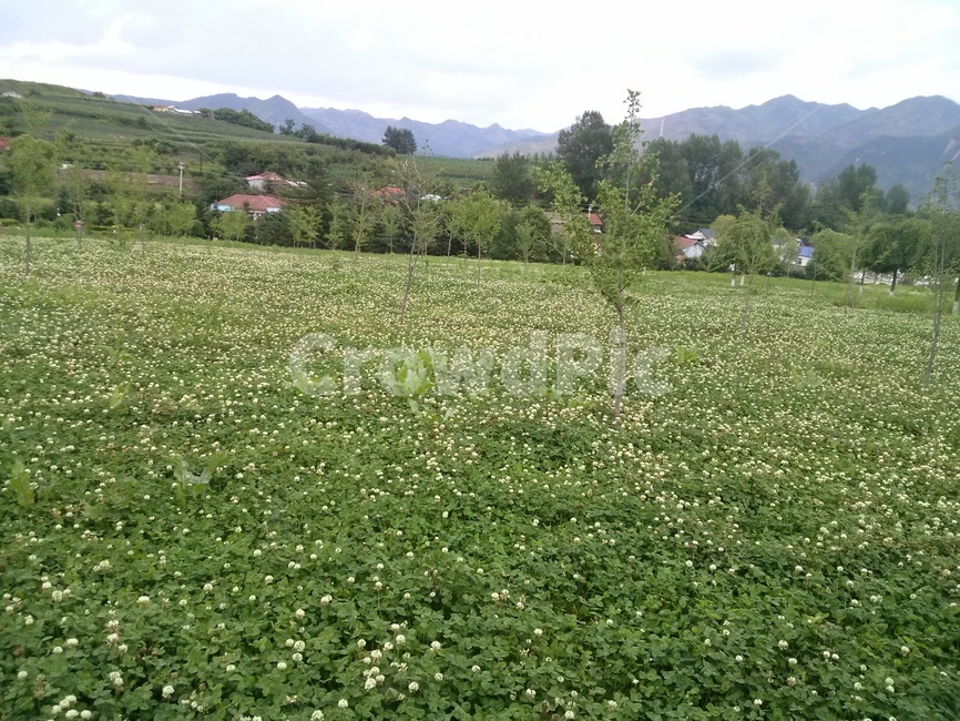 field,들,nature,grassland,목초지,outdoors,옥외,rural,농촌,countryside,농장,초록,green,식물,plant,풀