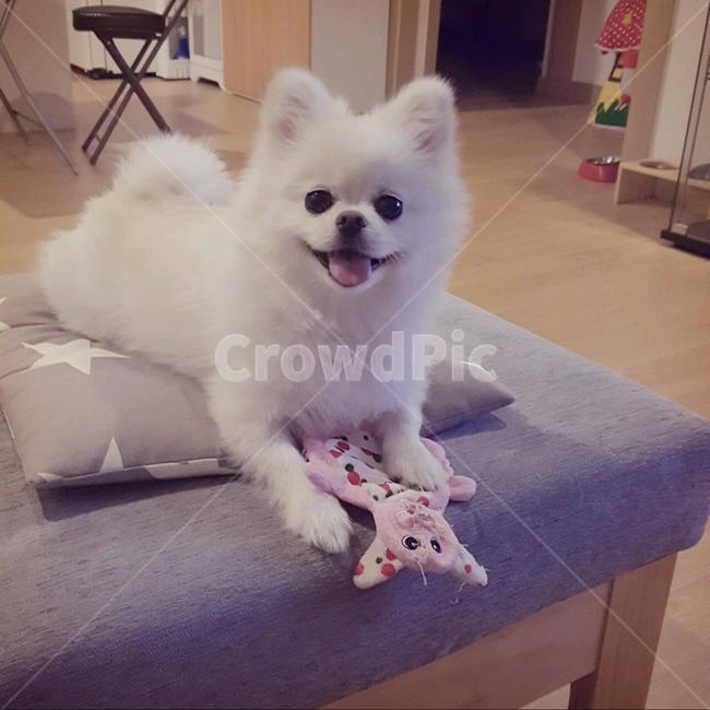 귀여운강아지,애견,웃는강아지,흰털강아지,포메,이쁜강아지