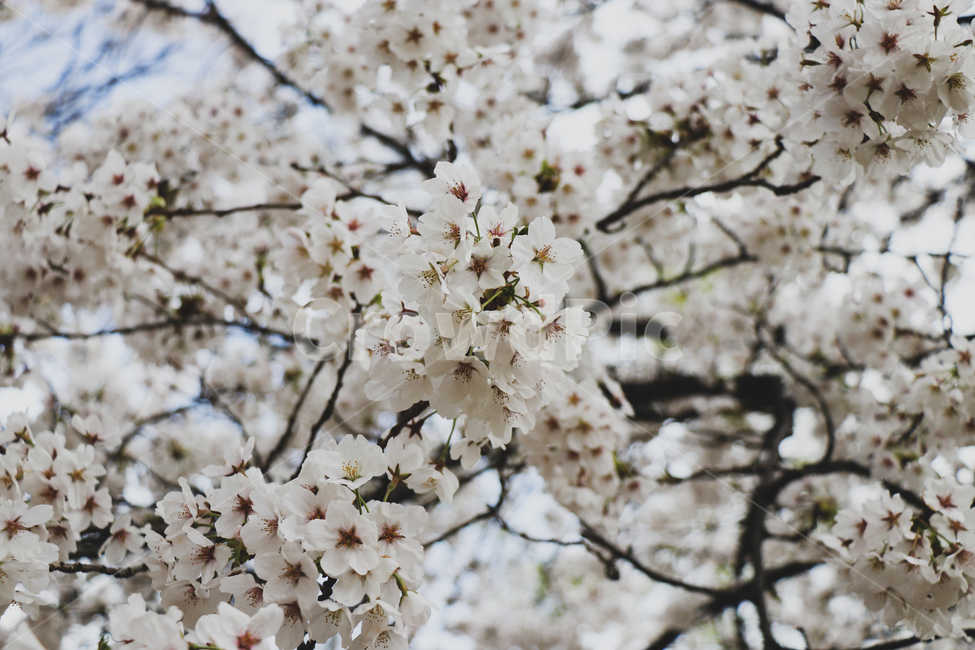 벚꽃,벚꽃나무,꽃,흰색,blossom,올림픽공원,봄나들이,봄,자연,풍경,나무,식물,peaceful,평화로운,편안한,휴식처,힐링,안락한,따뜻한,warm,분위기,한국도시경관,한국,맑은,서울,깨끗한,청명한,한국도시풍경