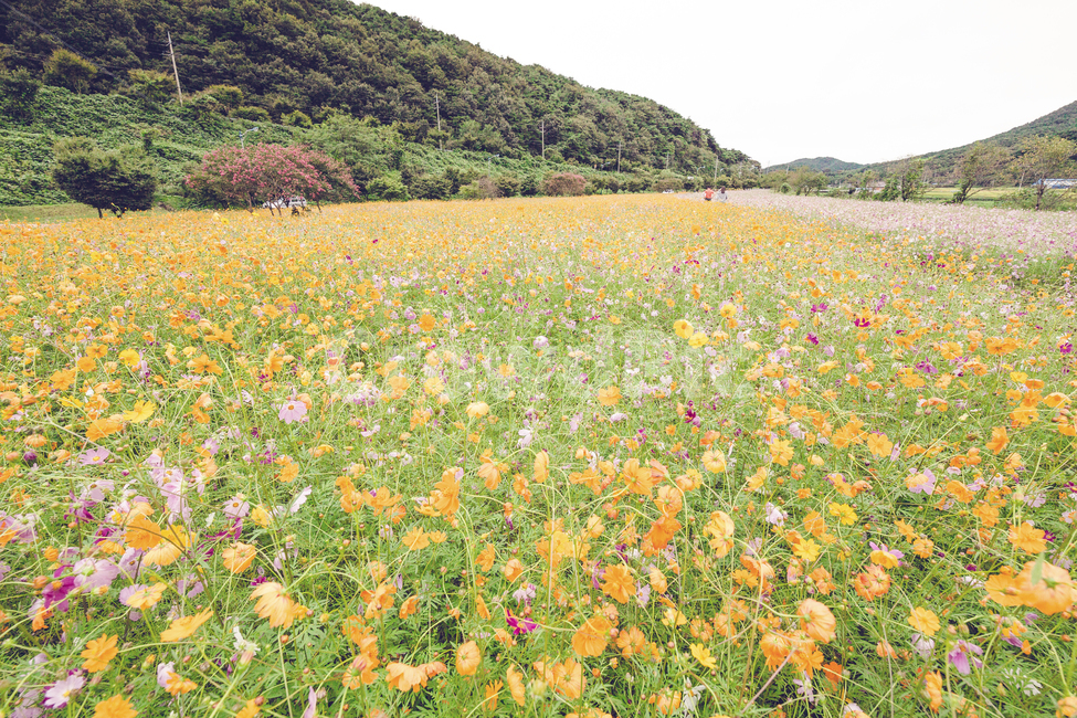 코스모스,꽃밭,가을,황하코스모스,장성,평림댐,자연,풍경,nature,landscape,field,들,outdoors,옥외,grassland,목초지