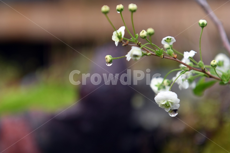 식물,꽃,감성사진,자연,flower,꽃사진,봄,봄꽃,계절,빗방울,비,감성,4월,spring,힐링,자연풍경,풍경,봄,계절,spring,season,식물,자연,plants,nature,꽃,flower,plant,blossom