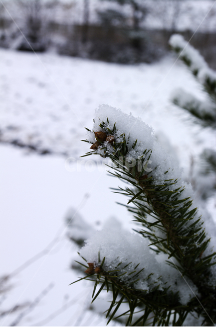 식물,plant,겨울,winnter,설경,눈,자연,nature,겨울,계절,winter,season