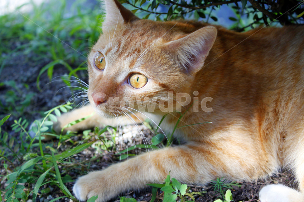 고양이,동물,야외,자연,closeup,kitty,길고양이,pet,애완동물,abyssinian