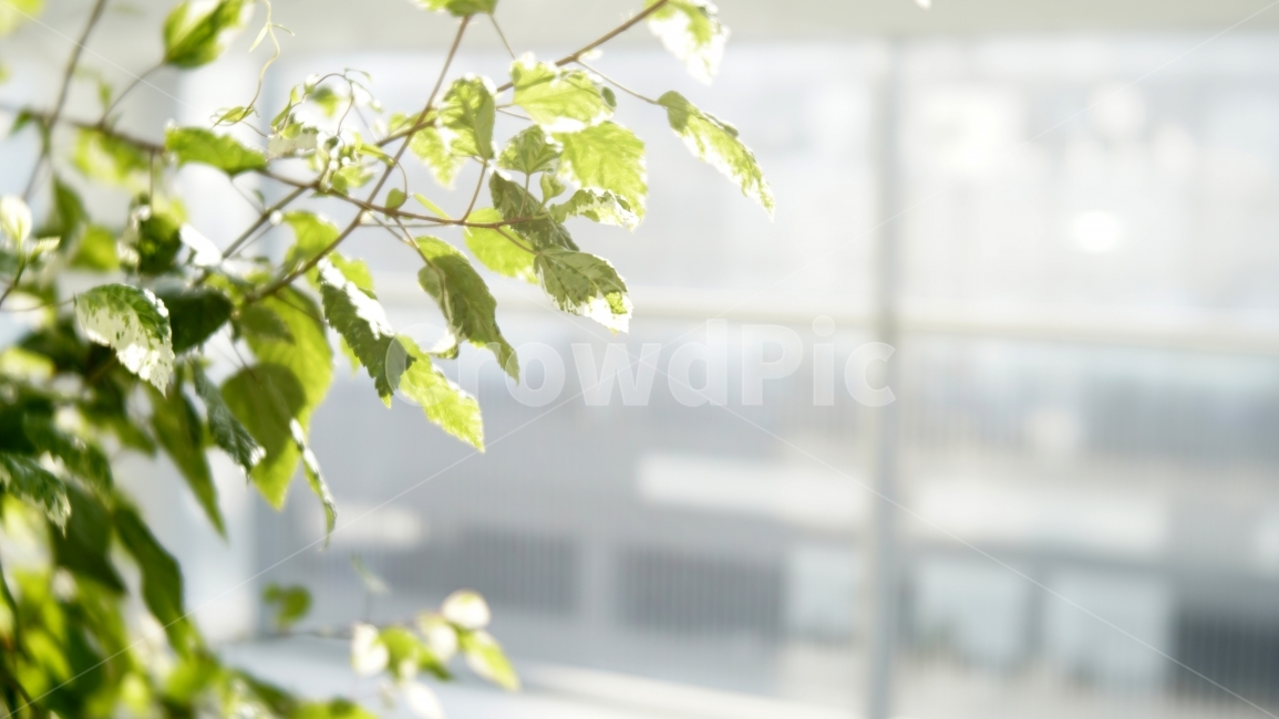 나뭇잎,인테리어,배경사진,도시조경,배경흐림,햇살,뒤흐림사진,식물,자연,plants,nature,휴식,힐링,rest,relaxation,healing