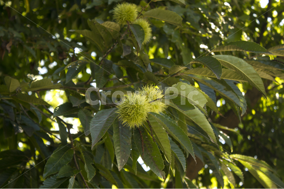 밤송이,밤,열매,가시,식재료,녹색,그린,뾰족한,food,chestnutbur,bur,autumn,fruit,plant,자연,햇과일,과일,fall,green,tree,나무,가지,나뭇가지,밤나무,가을,추석,명절,덜익은,식물,가을,계절,fall,autumn,season,식물,자연,plants,nature,과일,열매,fruit,leaf,잎