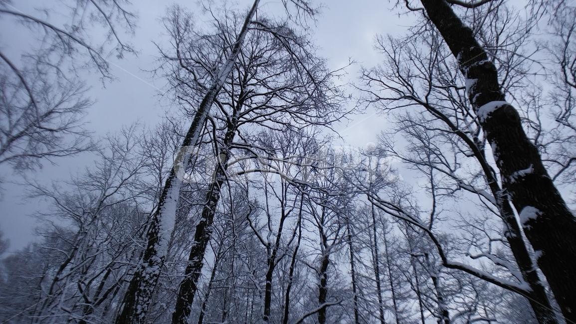 겨울,winter,russia,러시아,눈,얼음,snow,ice,outdoors,옥외,nature,자연,plant,식물,tree,나무,자작나무,숲,white,흰색