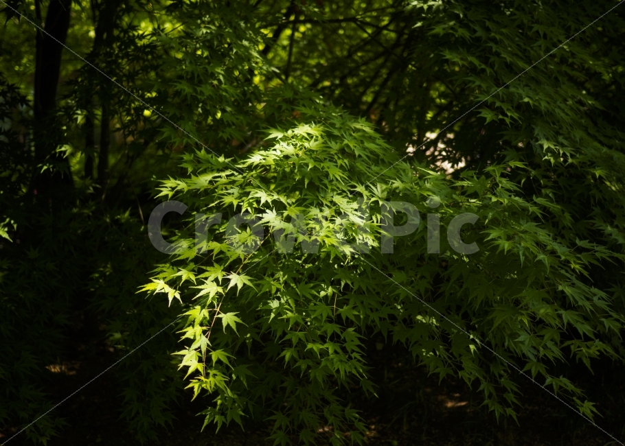 자연,길,나무,선유도공원,푸른,하늘,공원,휴식,나뭇잎,잎,녹색,풍경,사진숲,nature,tree,trees,park,blue,sky,emo,landscape,way,green,photography,여름,계절,summer,season,식물,자연,plants,nature,leaf,plant