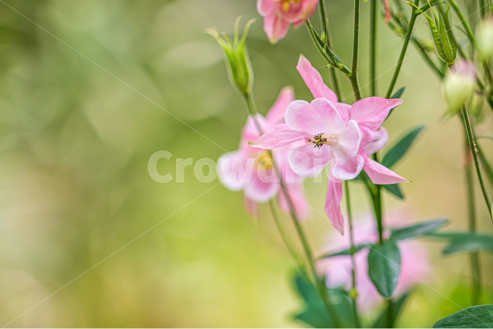 매발톱꽃,plant,식물,flower,꽃,자연,봄꽃,식물,자연,plants,nature,꽃,flower