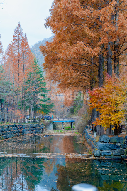 가을,단풍,감성,대전,장태산,가을,계절,fall,autumn,season