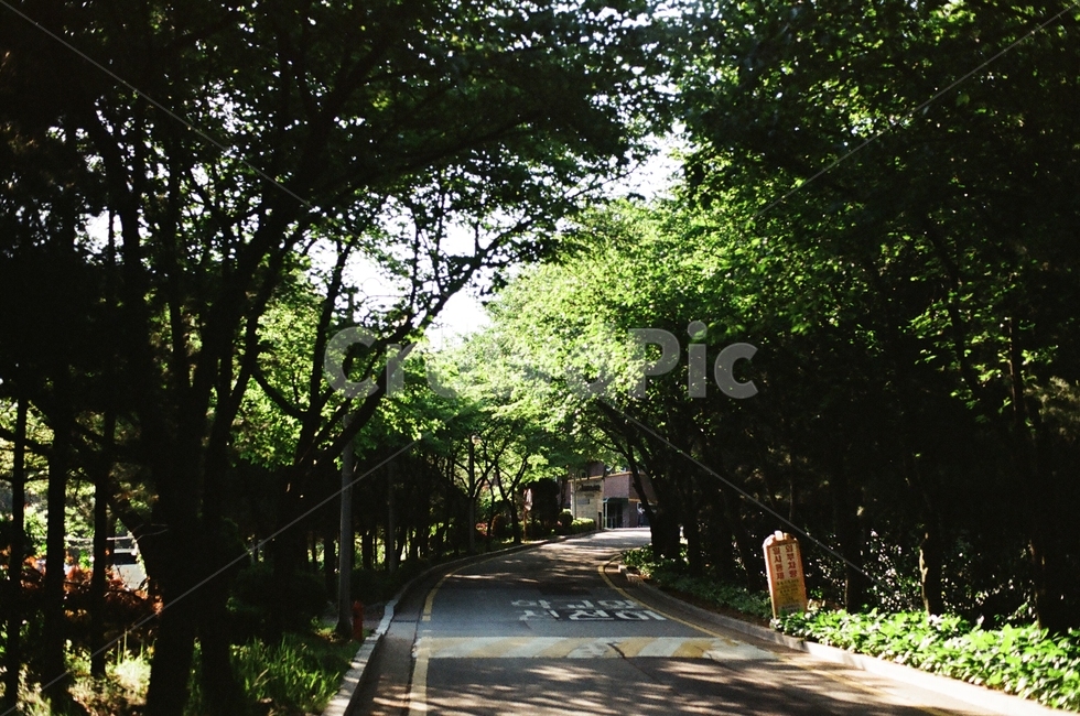 숲,도로,초록초록,그린,빛,하늘,자연,풍경,nature,landscape,outdoors,옥외,garden,정원,arbour,정자,road