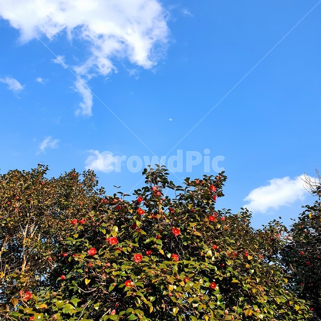 동백,동백나무,동백꽃,봄,꽃,plant,식물,leaf,잎,낮달,달,moon,azure,flower