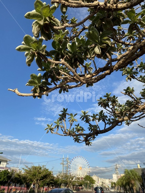 나무,식물,하늘,풍경,관람차,tree,plant,sky,clouds,cloud,ferriswheel