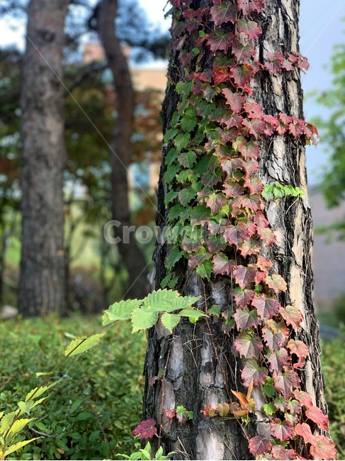 plant,식물,tree,나무,treetrunk,나무줄기,담쟁이덩쿨,덩쿨,여름,시원함,자연,잎사귀,단풍,식물,자연,plants,nature,나무,trees,wood