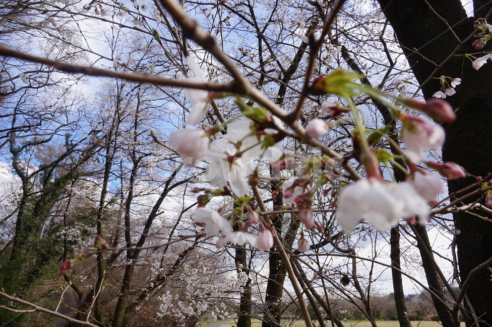 4월,벚꽃,일본,맑음,꽃,봄,계절,spring,season,식물,자연,plants,nature,꽃,flower,plant,blossom,cherry blossom