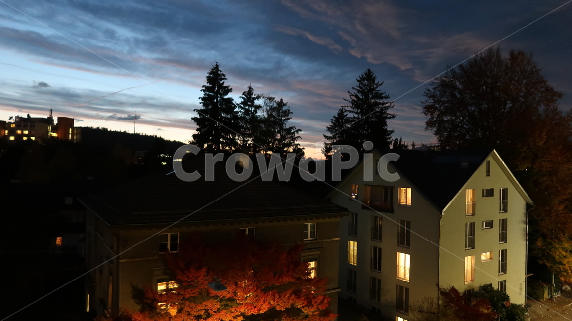 스위스,나무,자연,swiss,switzerland,winterthur,tree,plant