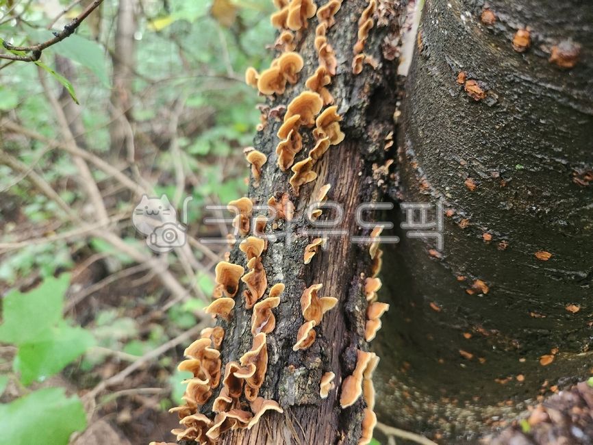 Medicinal mushrooms,brown flower cloud mushroom,Pine Mushroom,anticancer mushrooms,Magnolia shaman mushroom,mushroom