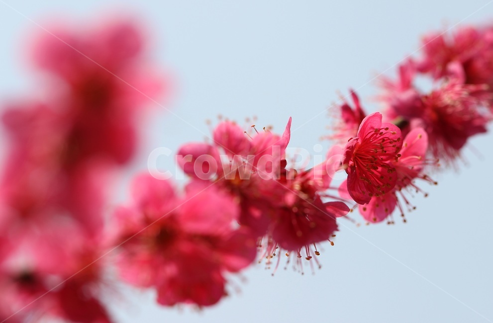 매화,홍매화,식물,꽃,flower,식물,자연,plants,nature,꽃,flower