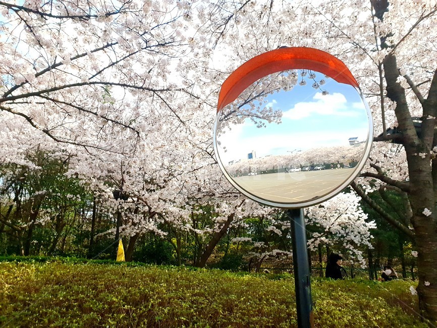 벚꽃,꽃,식물,cherryblossom,flower,blossom,plant,봄,자연,하늘,거울,반사