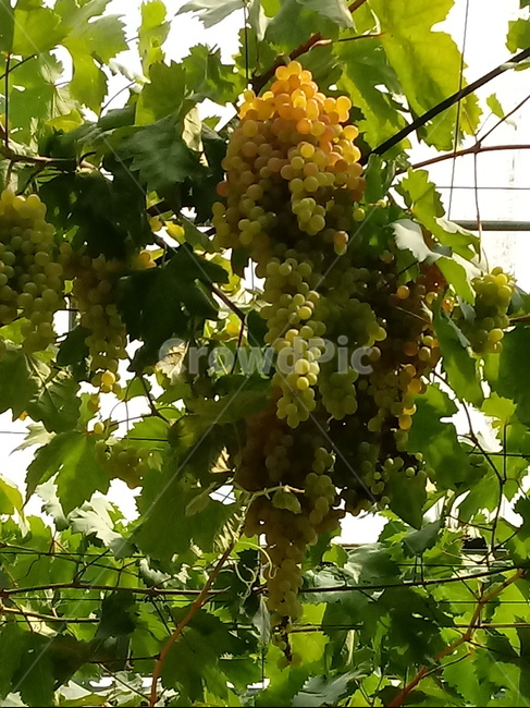 포도,과일,열매,거봉,식물,과일,열매,fruit