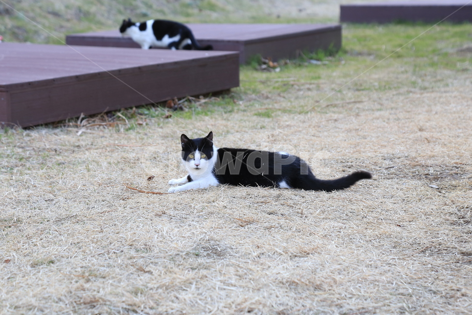 고양이,동물,귀여운,포유류,검은고양이,얼룩고양이,나른한,도둑고양이,애완동물,동물,animal,포유류,mammal,고양이,cat,kitten,kitty