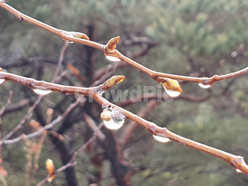 dew,dewdrop,이슬,나무,나뭇가지,tree,scenery,풍경,아침이슬,예쁜풍경,아침풍경,plant,식물