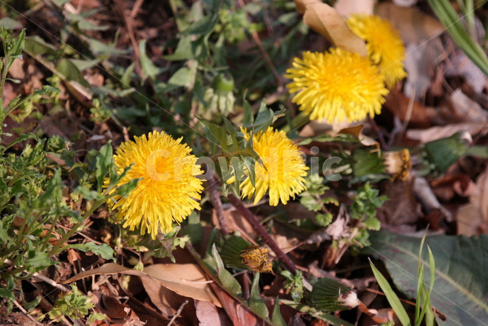 plant,식물,blossom,flower,꽃